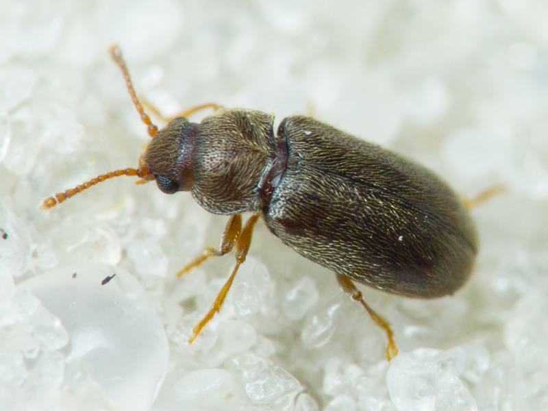 Telmatophilus brevicollis Aubé, 1862